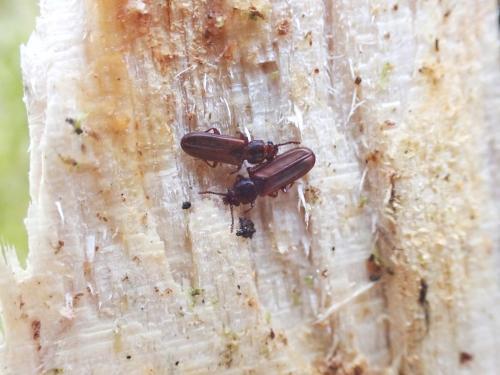 Pediacus sp.